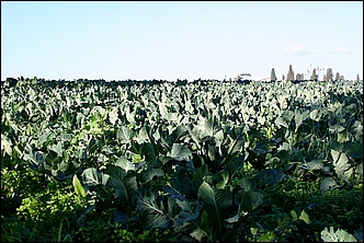 Anteprima - Clicca per ingrandire